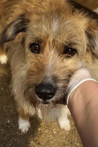Leni, female 5yo Mixed Breed for adoption at Hunderettung Europa e.V., Duisburg