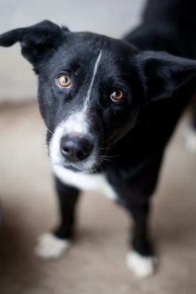Eaki, male 4yo Mixed Breed for adoption at Hunderettung Europa e.V., Duisburg