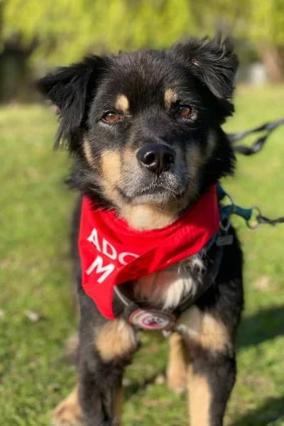Pflegehund Tobrino, male 3yo Mixed Breed for adoption at Hunderettung Europa e.V., Duisburg