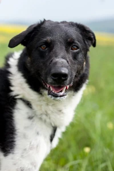 Bonito, female 3yo Mixed Breed for adoption at Hunderettung Europa e.V., Duisburg