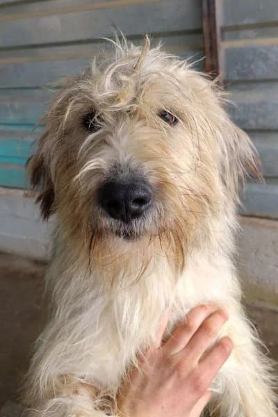 Ranja, female 4yo Mixed Breed for adoption at Hunderettung Europa e.V., Duisburg