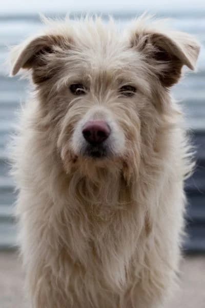 Simmi, female 7yo Mixed Breed for adoption at Hunderettung Europa e.V., Duisburg