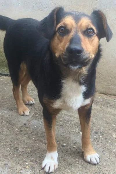 Peppy, female 7yo Mixed Breed for adoption at Hunderettung Europa e.V., Duisburg