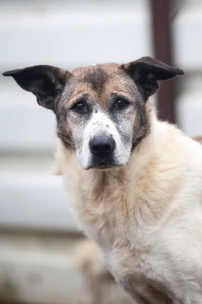 Mady, female senior Mixed Breed for adoption at Hunderettung Europa e.V., Duisburg