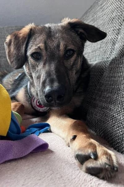 Pflegehund Aang, male young Mixed Breed for adoption at Hunderettung Europa e.V., Duisburg