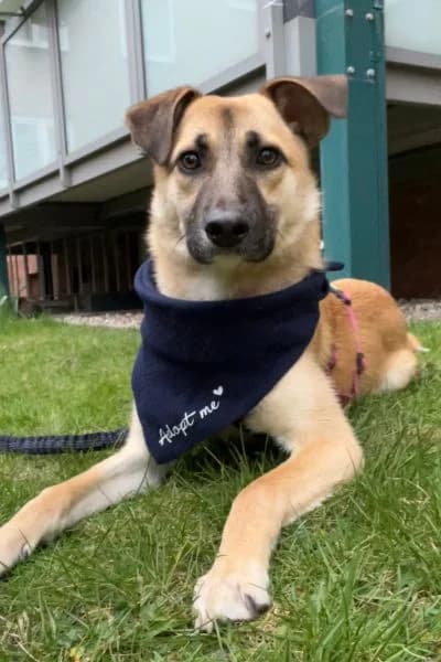 Pflegehund Azula, female Mixed Breed for adoption at Hunderettung Europa e.V.