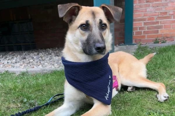 Pflegehund Azula, female Mixed Breed for adoption at Hunderettung Europa e.V. — photo 2 of 4