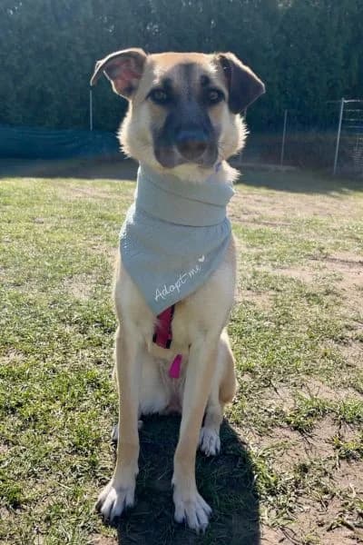 Pflegehund Azula, female Mixed Breed for adoption at Hunderettung Europa e.V. — photo 3 of 4