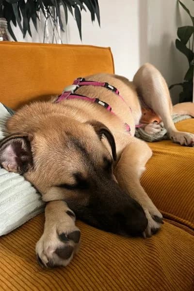 Pflegehund Azula, female Mixed Breed for adoption at Hunderettung Europa e.V. — photo 4 of 4