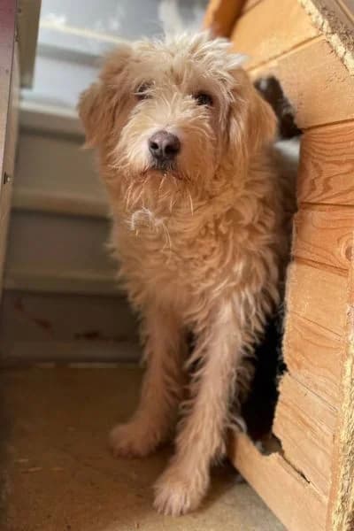 Kalea, female senior Mixed Breed for adoption at Hunderettung Europa e.V., Duisburg