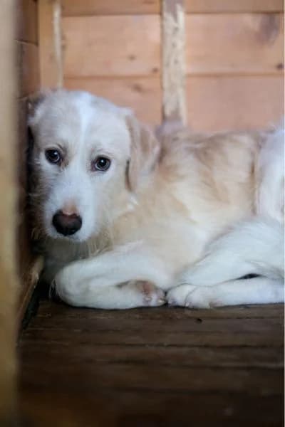 Kathi, female 5yo Mixed Breed for adoption at Hunderettung Europa e.V., Duisburg