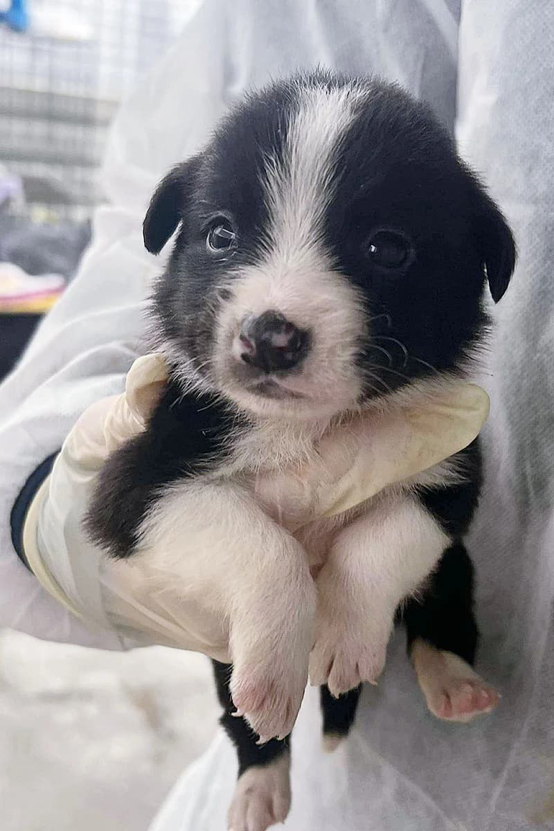 Willow, male puppy Mixed Breed for adoption at Hunderettung Europa e.V., Duisburg