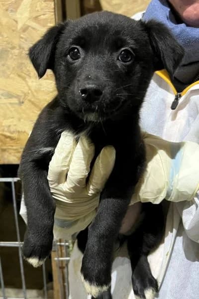 Mahina, female puppy Mixed Breed for adoption at Hunderettung Europa e.V., Duisburg
