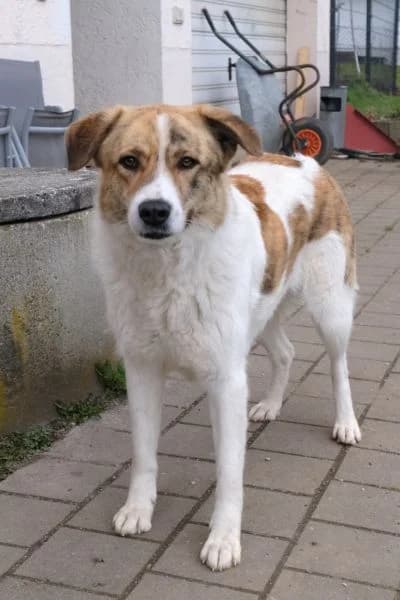 Pflegehund Baby, female 4yo Mixed Breed for adoption at Hunderettung Europa e.V., Duisburg
