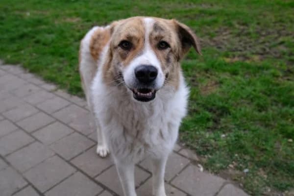 Pflegehund Baby, female Mixed Breed for adoption at Hunderettung Europa e.V. — photo 2 of 8