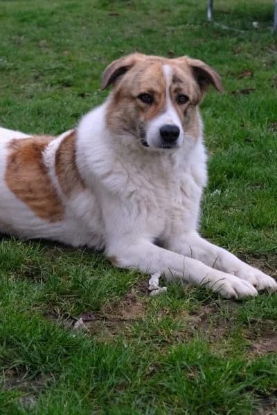 Pflegehund Baby, female Mixed Breed for adoption at Hunderettung Europa e.V. — photo 3 of 8