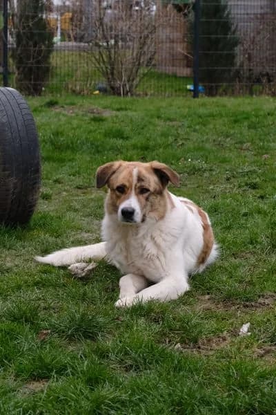 Pflegehund Baby, female Mixed Breed for adoption at Hunderettung Europa e.V. — photo 4 of 8