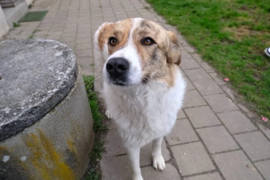 Pflegehund Baby, female Mixed Breed for adoption at Hunderettung Europa e.V. — photo 5 of 8