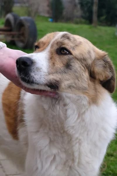 Pflegehund Baby, female Mixed Breed for adoption at Hunderettung Europa e.V. — photo 6 of 8