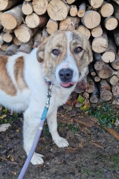 Pflegehund Baby, female Mixed Breed for adoption at Hunderettung Europa e.V. — photo 7 of 8