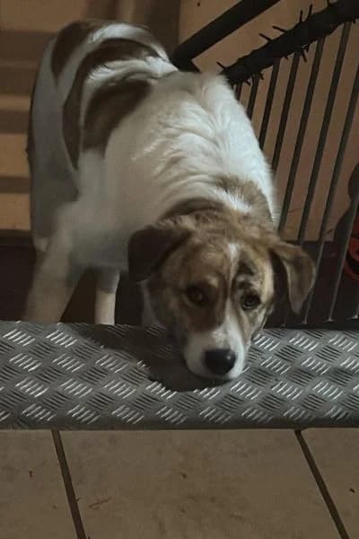 Pflegehund Baby, female Mixed Breed for adoption at Hunderettung Europa e.V. — photo 8 of 8