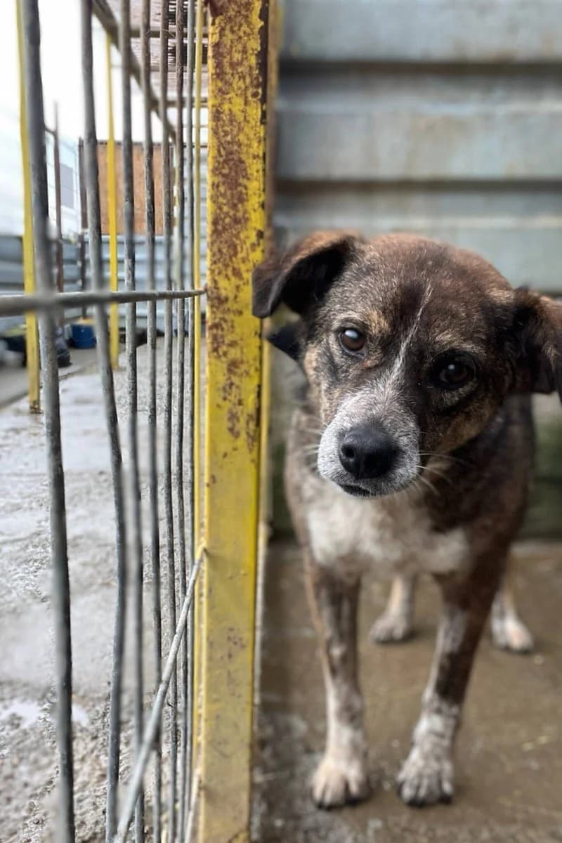 Emilia, female 5yo Mixed Breed for adoption at Hunderettung Europa e.V., Duisburg