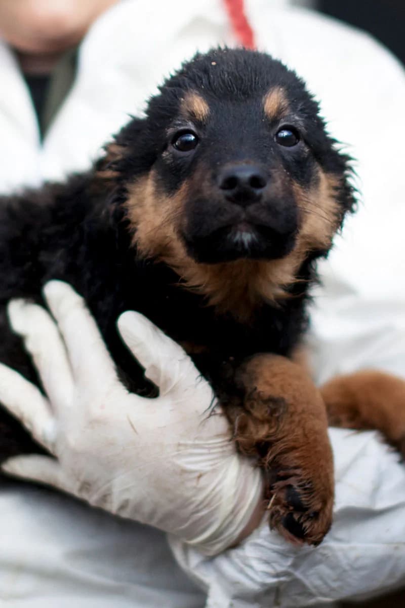 Pflegehund Monti, male puppy Mixed Breed for adoption at Hunderettung Europa e.V., Duisburg