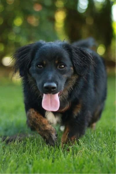 Pflegehund Cannoli, male puppy Mixed Breed for adoption at Hunderettung Europa e.V., Duisburg