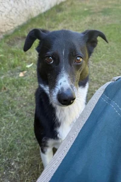 Pflegehund Ella, female 4yo Mixed Breed for adoption at Hunderettung Europa e.V., Duisburg