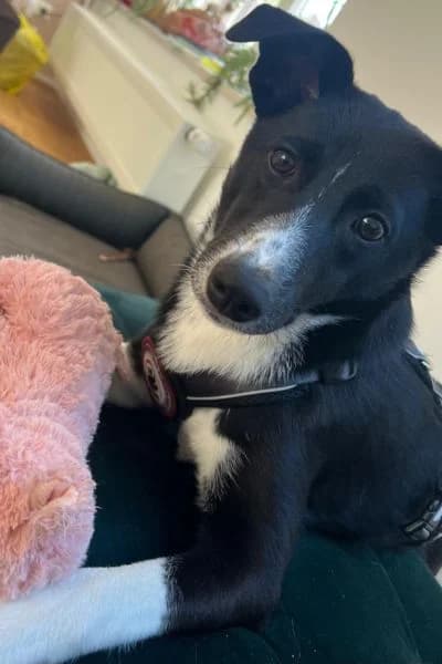 Pflegehund Ella, female Mixed Breed for adoption at Hunderettung Europa e.V. — photo 3 of 8