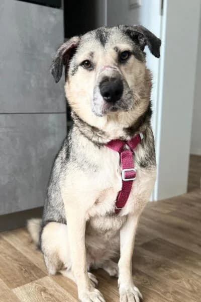 Pflegehund Rosine, female 3yo Mixed Breed for adoption at Hunderettung Europa e.V., Duisburg