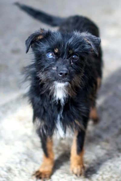 Pflegehund Chibi, female puppy Mixed Breed for adoption at Hunderettung Europa e.V., Duisburg