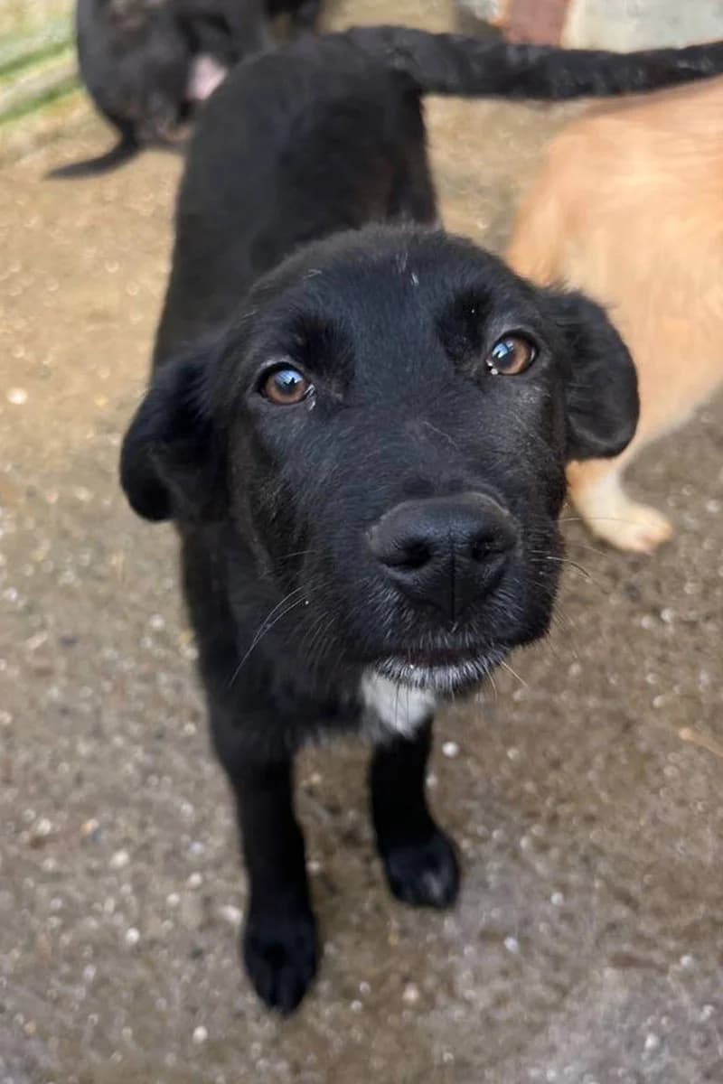 Cherry, female puppy Mixed Breed for adoption at Hunderettung Europa e.V., Duisburg