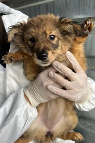 Papaya, female puppy Mixed Breed for adoption at Hunderettung Europa e.V., Duisburg