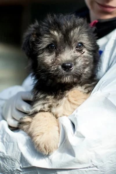 Rose, female puppy Mixed Breed for adoption at Hunderettung Europa e.V., Duisburg