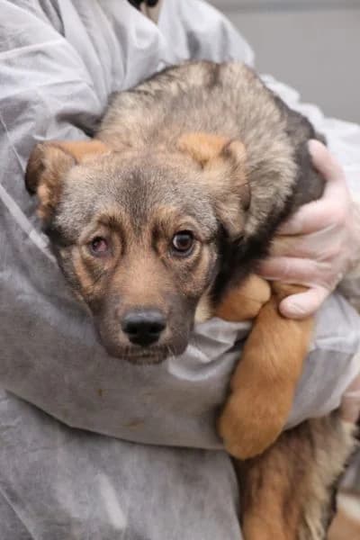 Plum, female puppy Mixed Breed for adoption at Hunderettung Europa e.V., Duisburg