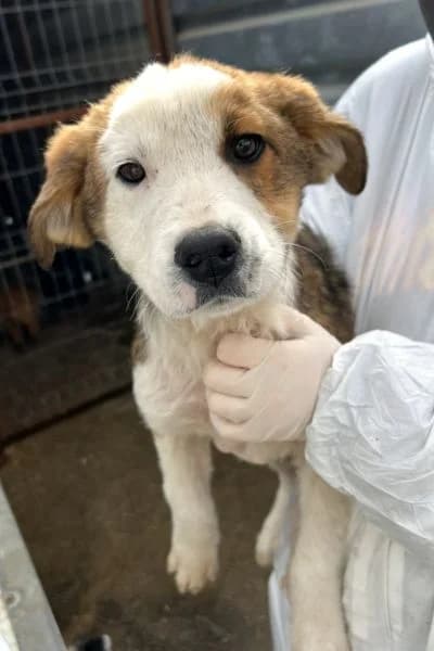 Peanut, male puppy Mixed Breed for adoption at Hunderettung Europa e.V., Duisburg