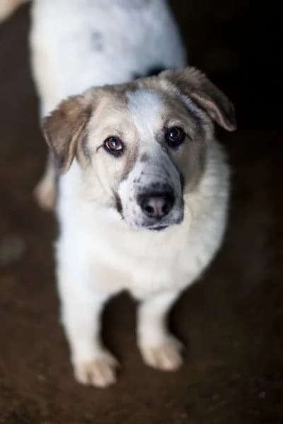 Nalah, female young Mixed Breed for adoption at Hunderettung Europa e.V., Duisburg