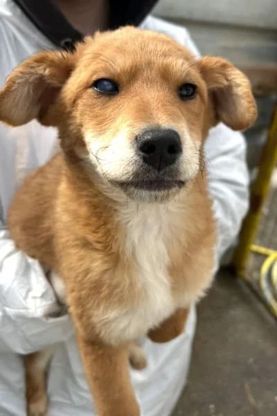 Emilie, female puppy Mixed Breed for adoption at Hunderettung Europa e.V., Duisburg