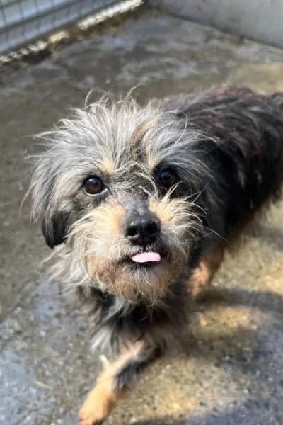 Pflegehund Fleur, female 3yo Mixed Breed for adoption at Hunderettung Europa e.V., Duisburg