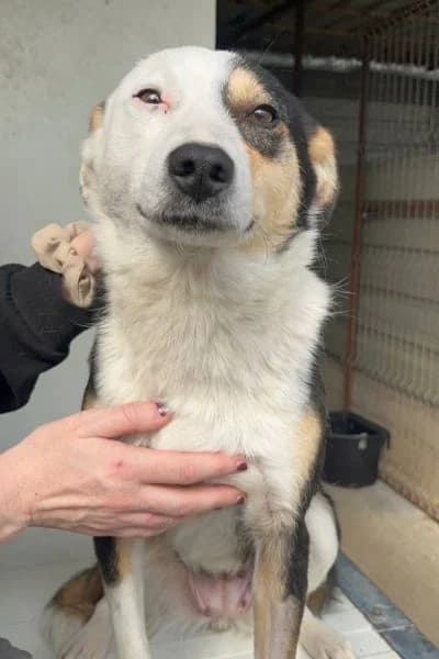 Yumi, female 3yo Mixed Breed for adoption at Hunderettung Europa e.V., Duisburg