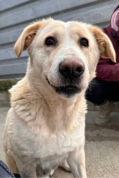 Millie, female senior Mixed Breed for adoption at Hunderettung Europa e.V., Duisburg