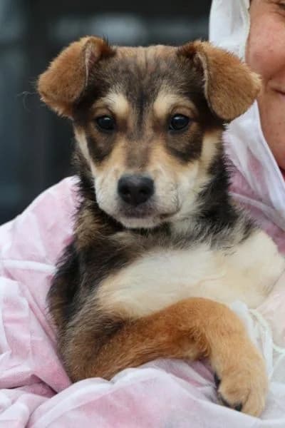 Luna, female puppy Mixed Breed for adoption at Hunderettung Europa e.V., Duisburg