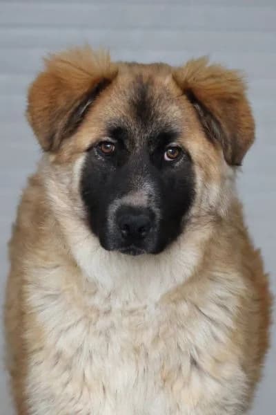 Lena, female puppy Mixed Breed for adoption at Hunderettung Europa e.V., Duisburg