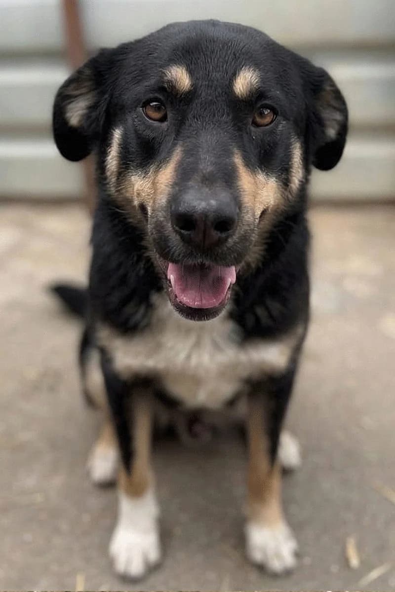 Pflegehund Lyka, female young Mixed Breed for adoption at Hunderettung Europa e.V., Duisburg