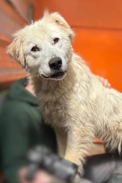 Frankie, female young Mixed Breed for adoption at Hunderettung Europa e.V., Duisburg