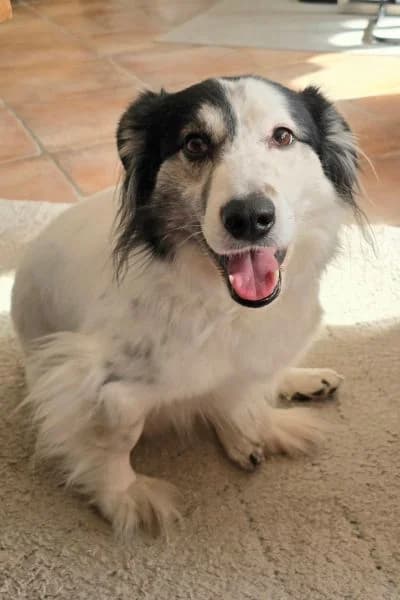 Pflegehund Holly, female 5yo Mixed Breed for adoption at Hunderettung Europa e.V., Duisburg