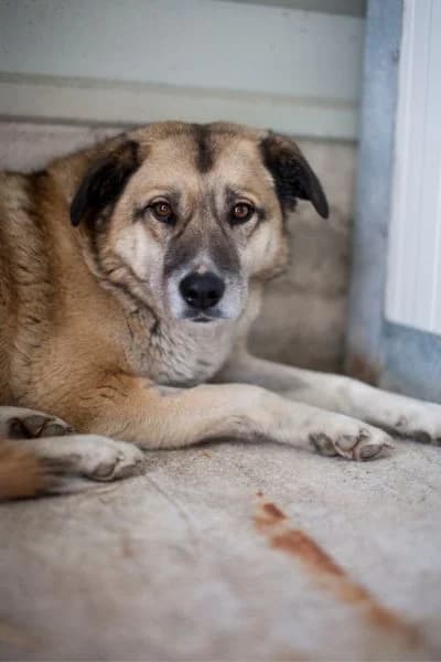 Annika, female 5yo Mixed Breed for adoption at Hunderettung Europa e.V., Duisburg