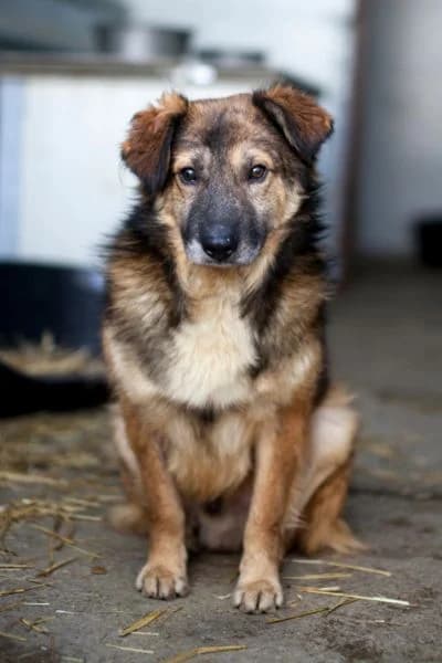Pflegehund Paul, male 4yo Mixed Breed for adoption at Hunderettung Europa e.V., Duisburg