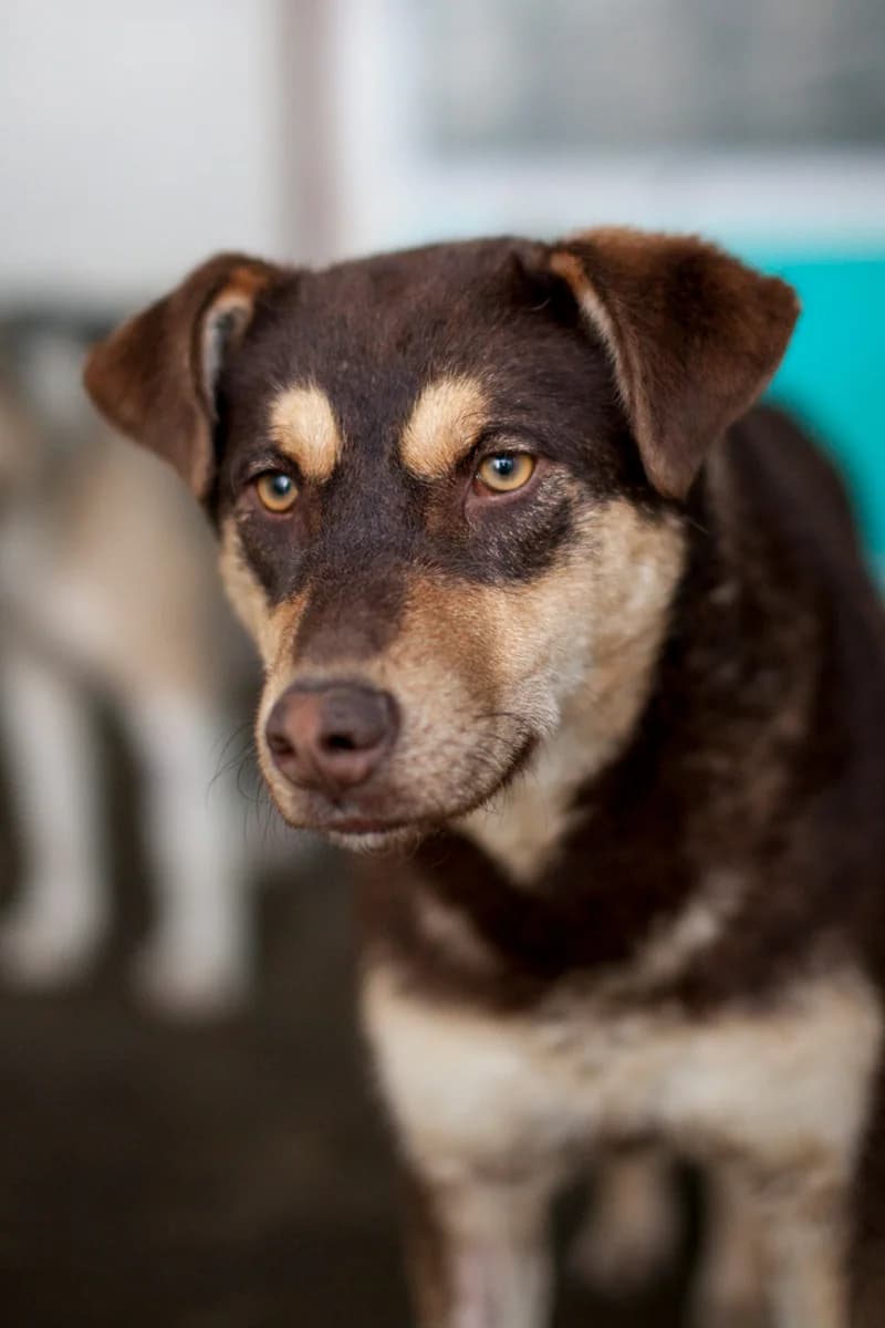 Pflegehund Toula, female young Mixed Breed for adoption at Hunderettung Europa e.V., Duisburg